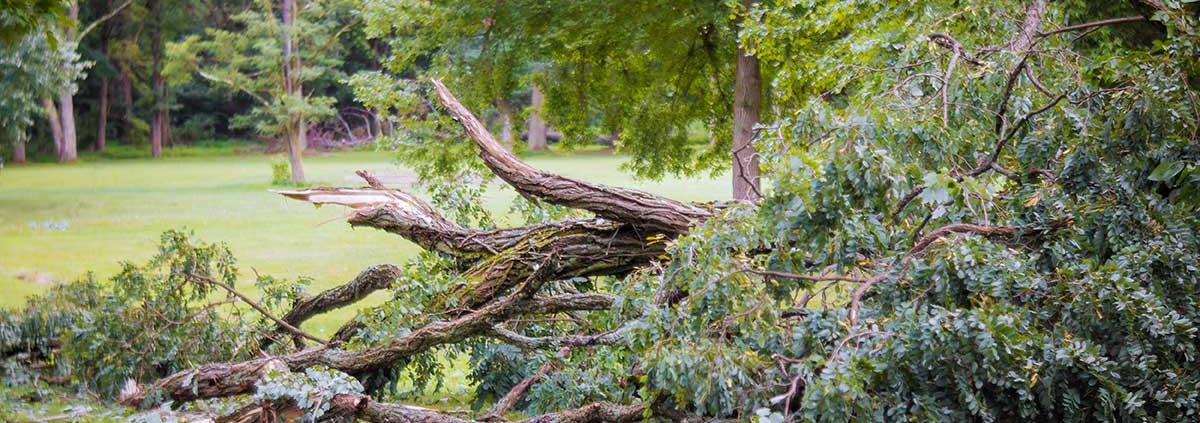 fallen tree