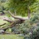 fallen tree