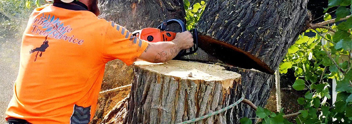 tree trimming vs tree removal