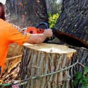 tree trimming vs tree removal