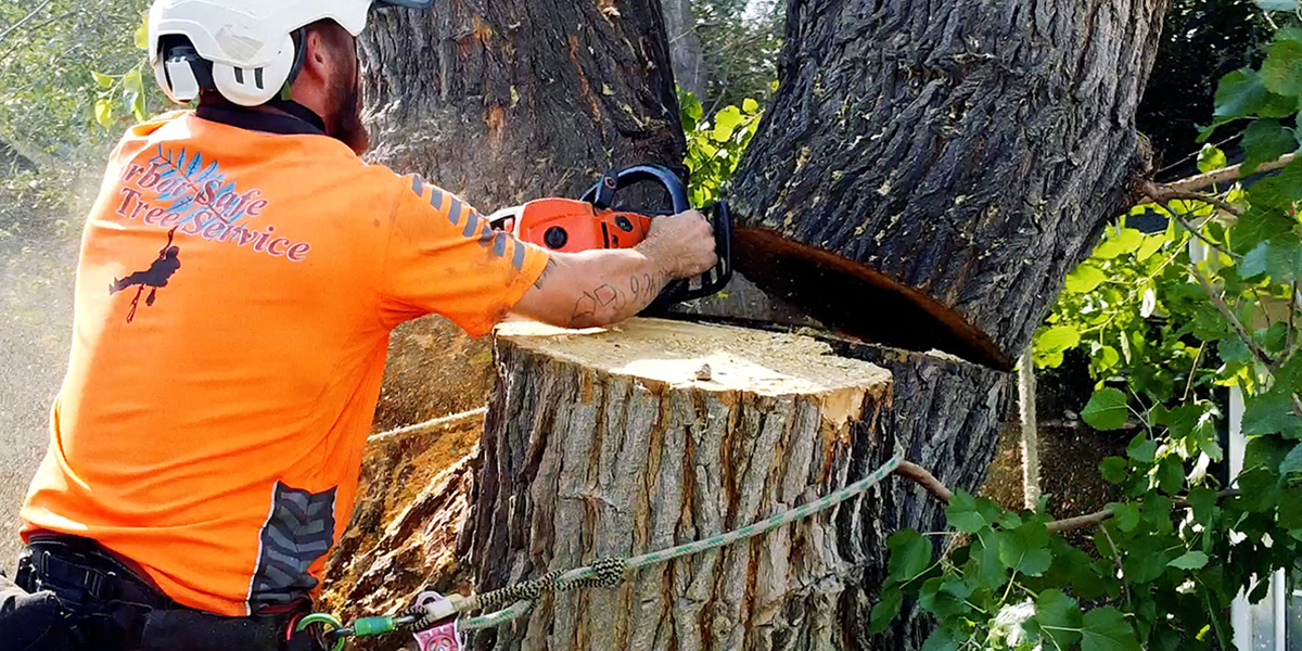 tree trimming vs tree removal