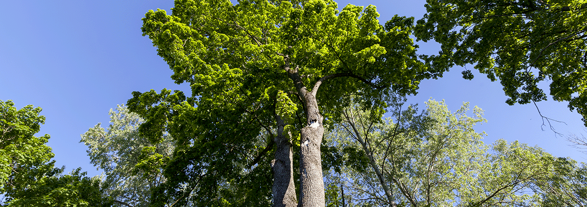 how far can a tree lean before it falls
