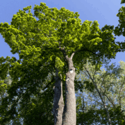 how far can a tree lean before it falls