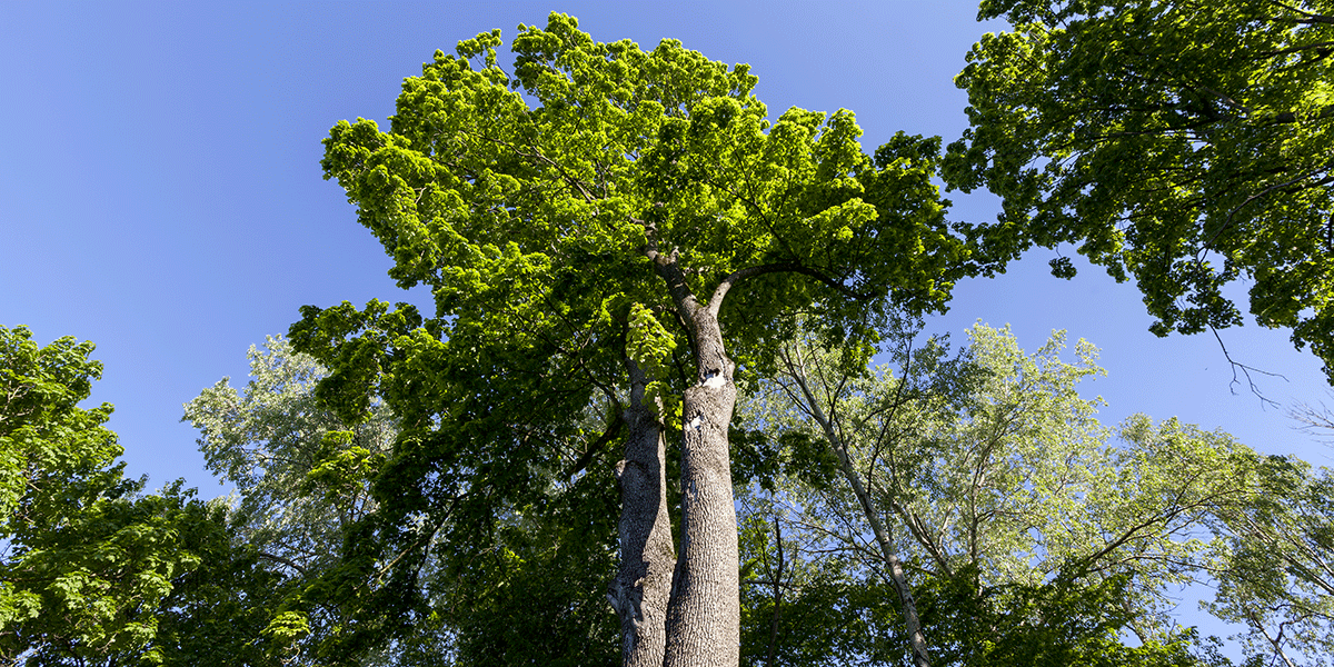 how far can a tree lean before it falls