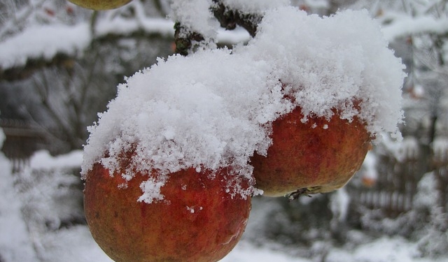 Two pieces of frozen fruit on a tree in Nampa before a winter maintenance job.