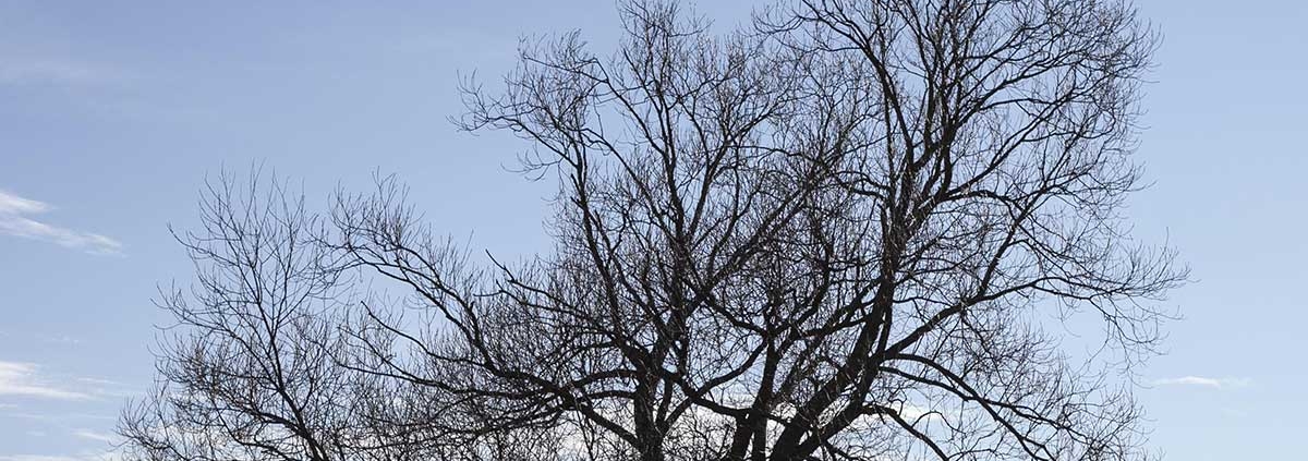 signs a tree is dying