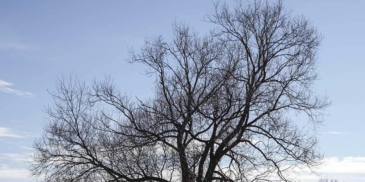 signs a tree is dying