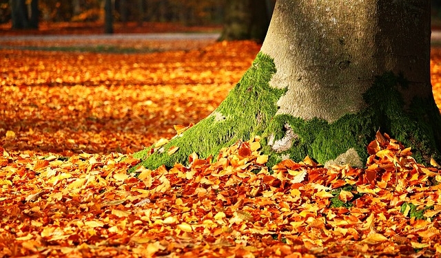 A close-up of a moss-covered tree base surrounded by a thick layer of orange autumn leaves during a site restoration project in Nampa, ID.