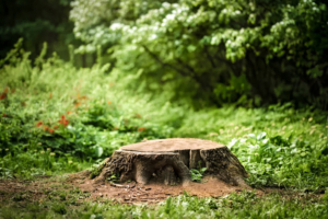 A clean, low-profile tree stump in a lush green backyard, prepared and ready for professional stump grinding in Nampa, ID.