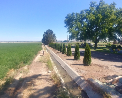 A line of trees after a commercial tree planting in Nampa, ID