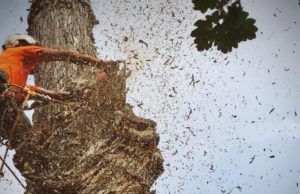 An arborist in an orange safety shirt uses a chainsaw to cut a section of a tall tree trunk, with wood chips flying, in Caldwell, ID.