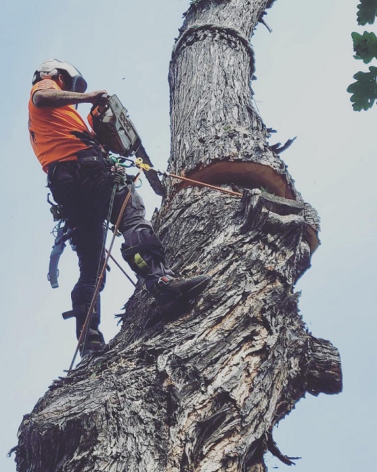 Climbing with a chainsaw