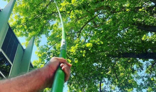 A first-person view of a professional using a long reach pole saw to trim high branches for tree shaping in Nampa, ID.