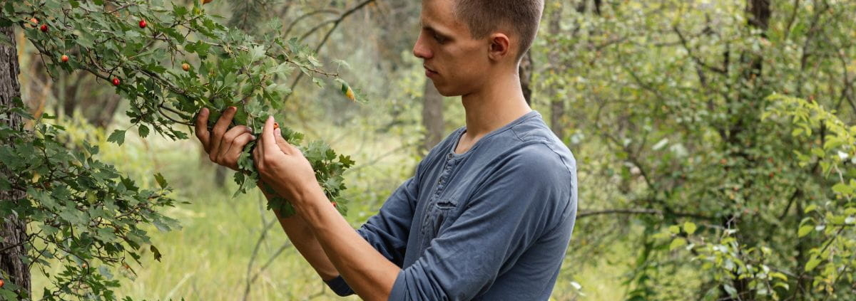 can pruning a tree kill it