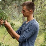 can pruning a tree kill it