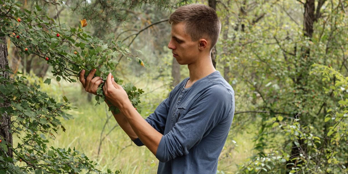 can pruning a tree kill it