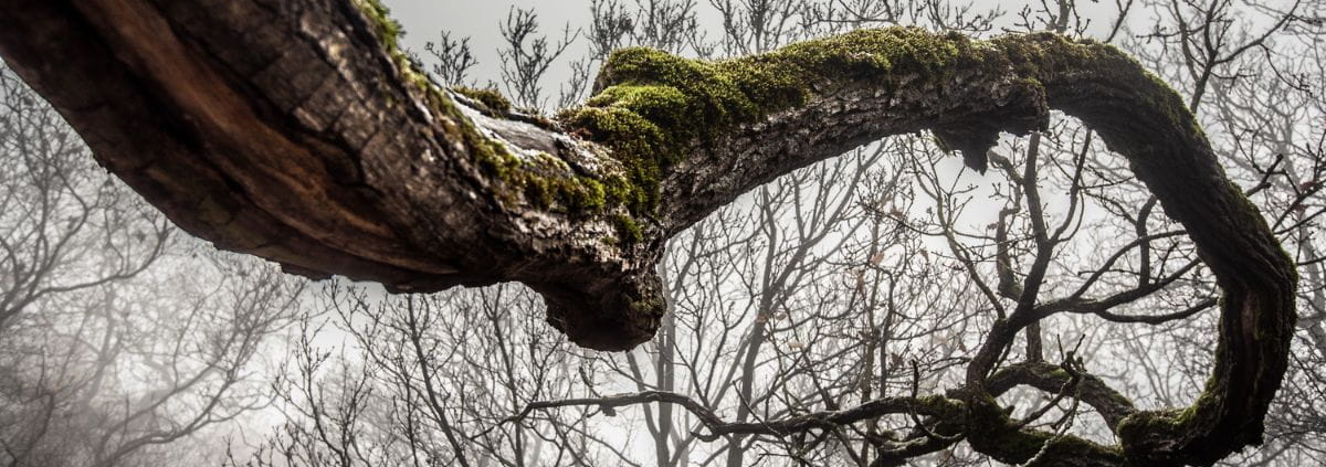 is a leaning tree dangerous