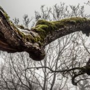 is a leaning tree dangerous