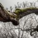 is a leaning tree dangerous