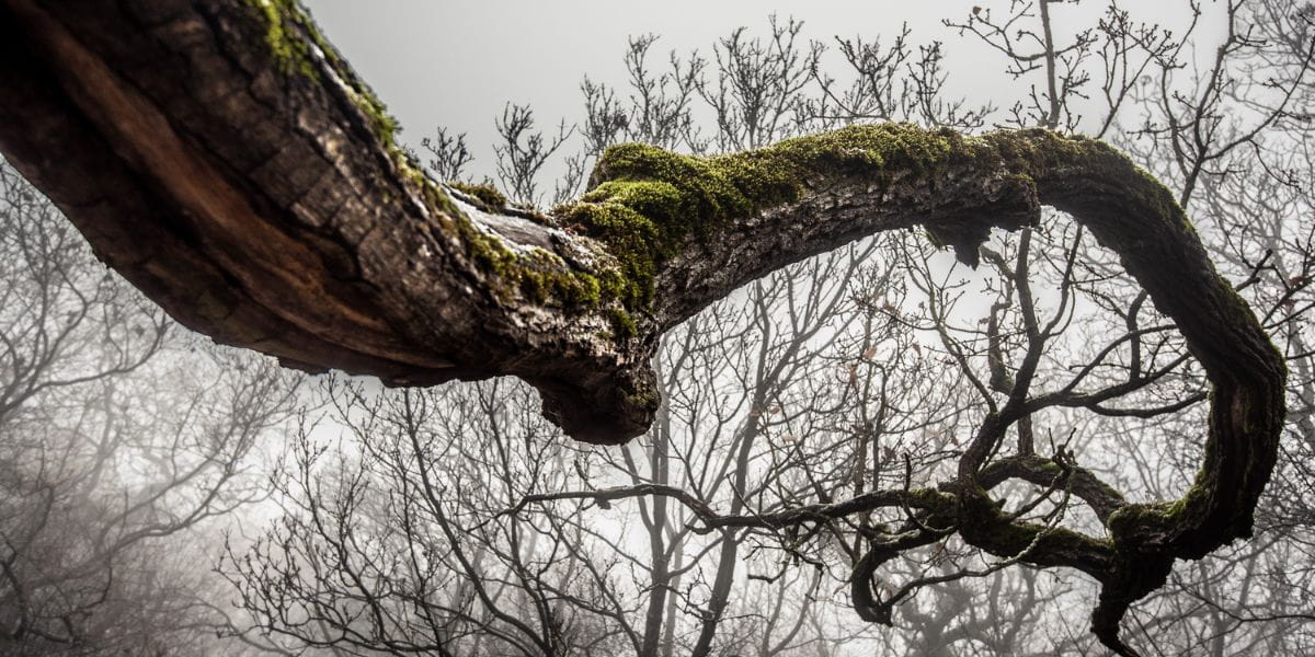 is a leaning tree dangerous