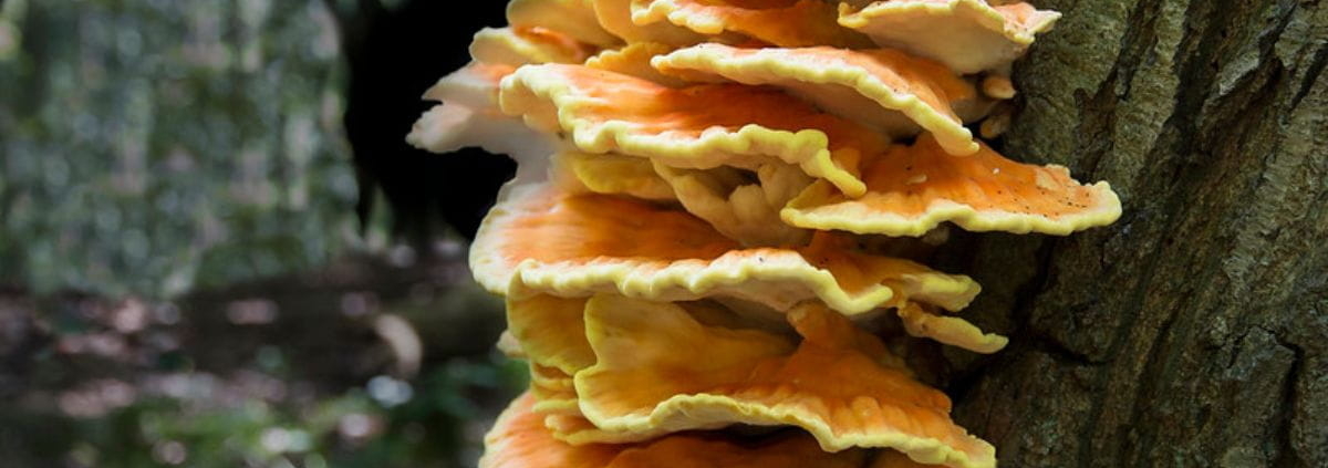tree fungus identification