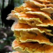 tree fungus identification
