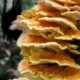 tree fungus identification