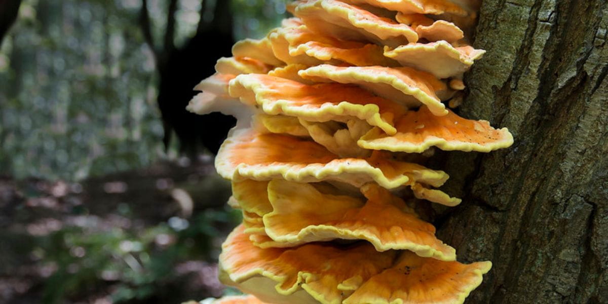 tree fungus identification