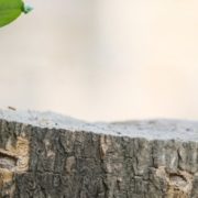 Tree stump with new green shoots emerging from the base after tree removal | Can a Tree Grow Back from a Stump