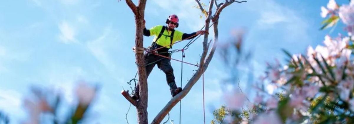 Professional arborist trimming tree branches as part of routine seasonal tree maintenance | How Often to Trim Trees