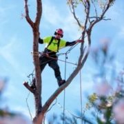 Professional arborist trimming tree branches as part of routine seasonal tree maintenance | How Often to Trim Trees