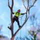 Professional arborist trimming tree branches as part of routine seasonal tree maintenance | How Often to Trim Trees