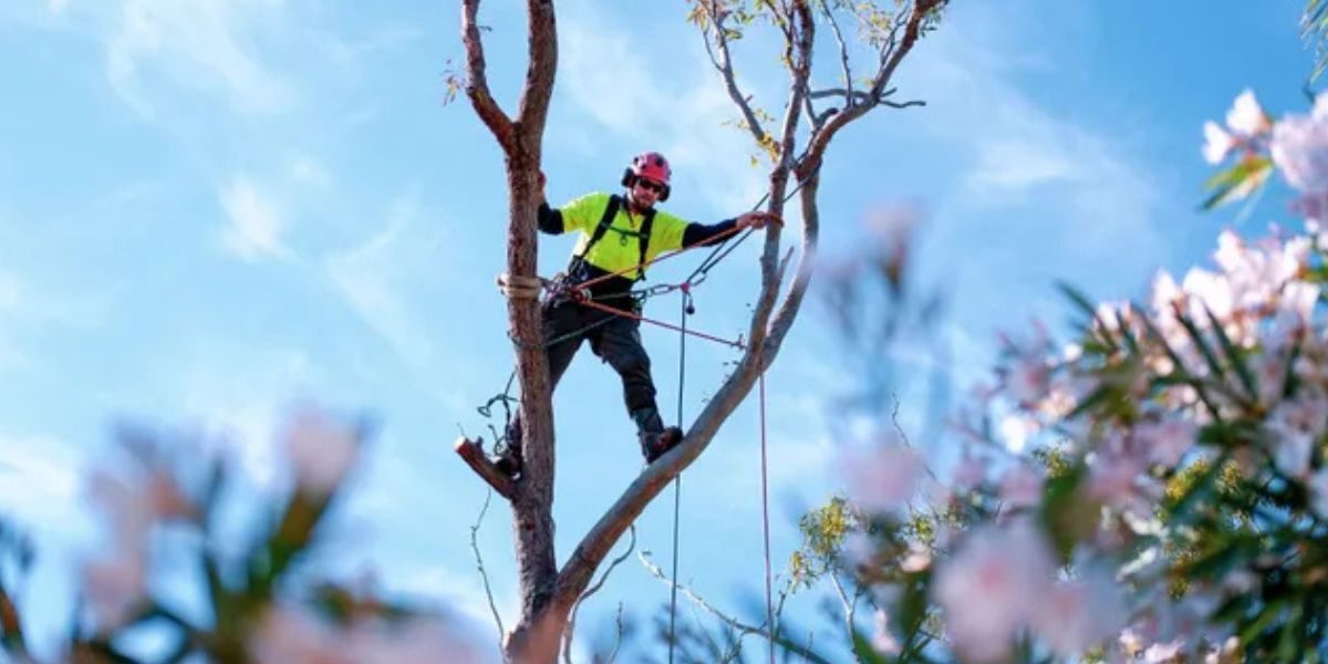 Professional arborist trimming tree branches as part of routine seasonal tree maintenance | How Often to Trim Trees