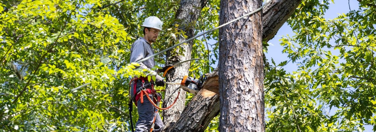 Professional arborist trimming healthy tree branches during the ideal season to promote growth and tree health | When Is the Best Time to Trim Trees