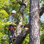 Professional arborist trimming healthy tree branches during the ideal season to promote growth and tree health | When Is the Best Time to Trim Trees