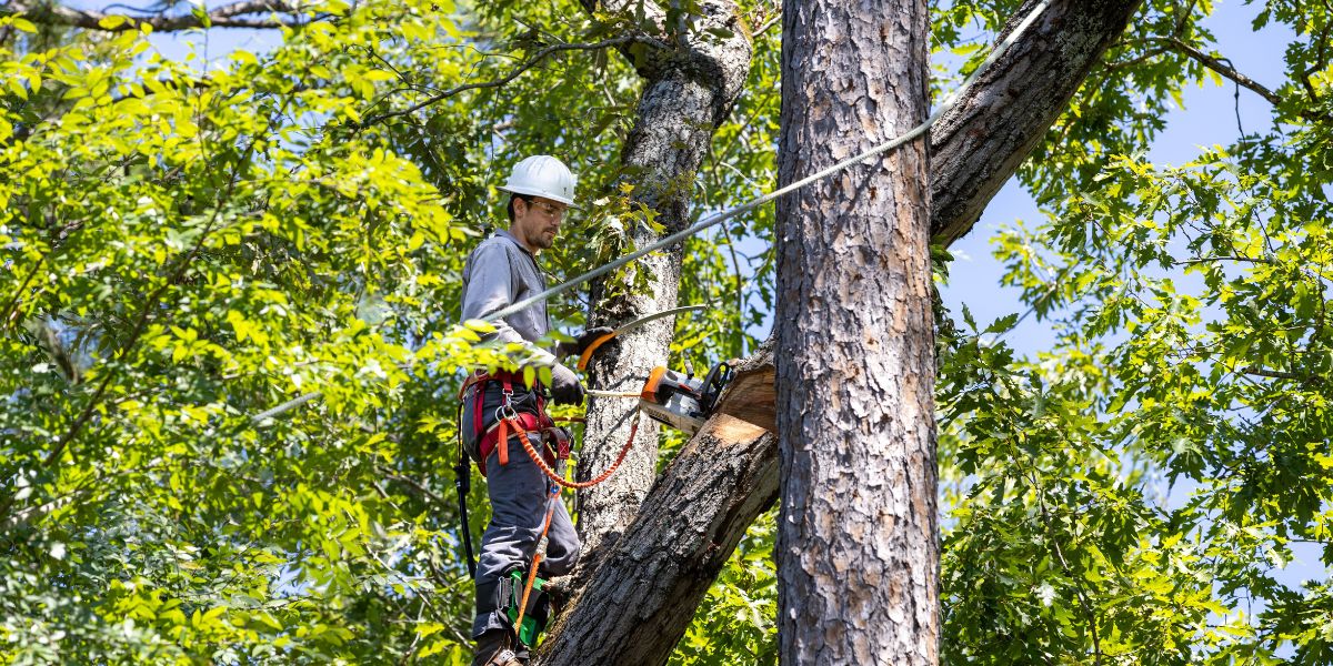 Professional arborist trimming healthy tree branches during the ideal season to promote growth and tree health | When Is the Best Time to Trim Trees
