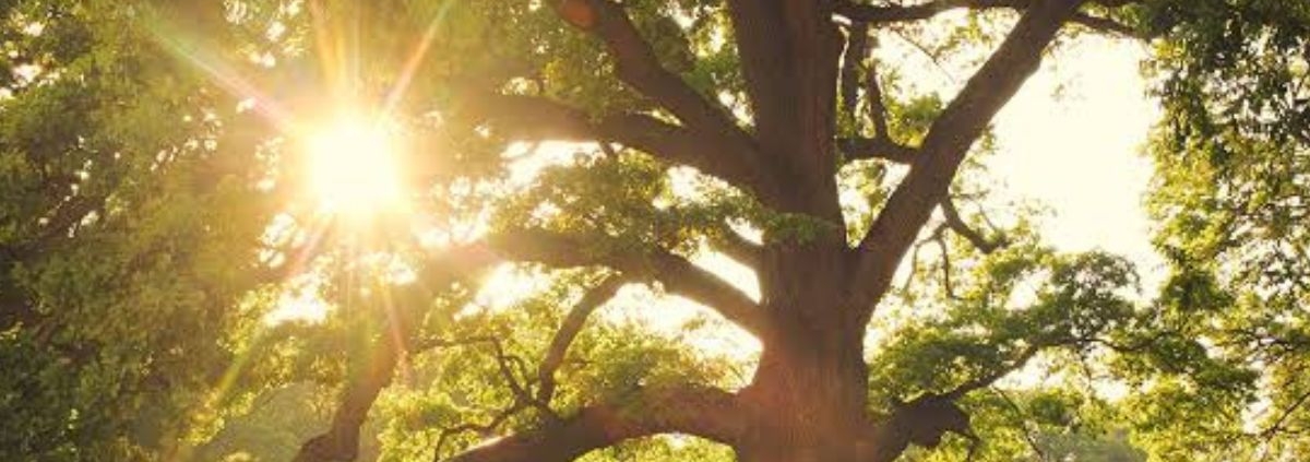 Arborist inspecting a heat-stressed tree with wilted leaves and dry branches while assessing its condition and recovery potential | Can Trees Recover From Heat Stress?