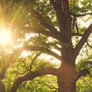 Can Trees Recover From Heat Stress? | Arbor Safety Tree Service Arborist inspecting a heat-stressed tree with wilted leaves and dry branches while assessing its condition and recovery potential | Can Trees Recover From Heat Stress?