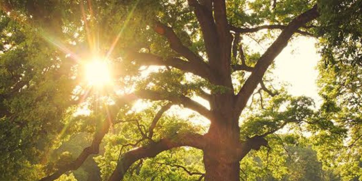 Arborist inspecting a heat-stressed tree with wilted leaves and dry branches while assessing its condition and recovery potential | Can Trees Recover From Heat Stress?