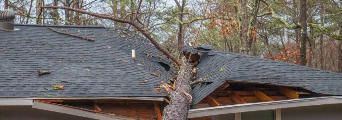 Homeowner assessing a tree before attempting DIY tree removal while considering safety risks, equipment, and professional tree service needs | DIY Tree Removal
