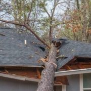 Homeowner assessing a tree before attempting DIY tree removal while considering safety risks, equipment, and professional tree service needs | DIY Tree Removal