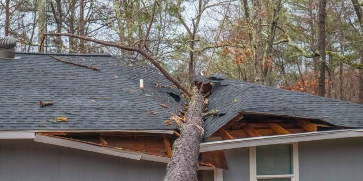 Homeowner assessing a tree before attempting DIY tree removal while considering safety risks, equipment, and professional tree service needs | DIY Tree Removal