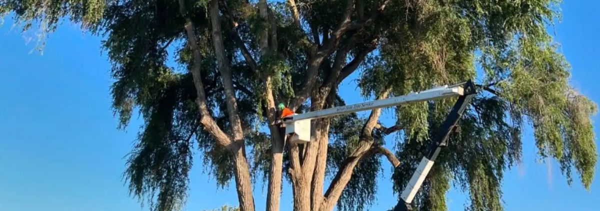 fall tree care Treasure Valley