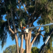 fall tree care Treasure Valley