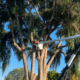 fall tree care Treasure Valley