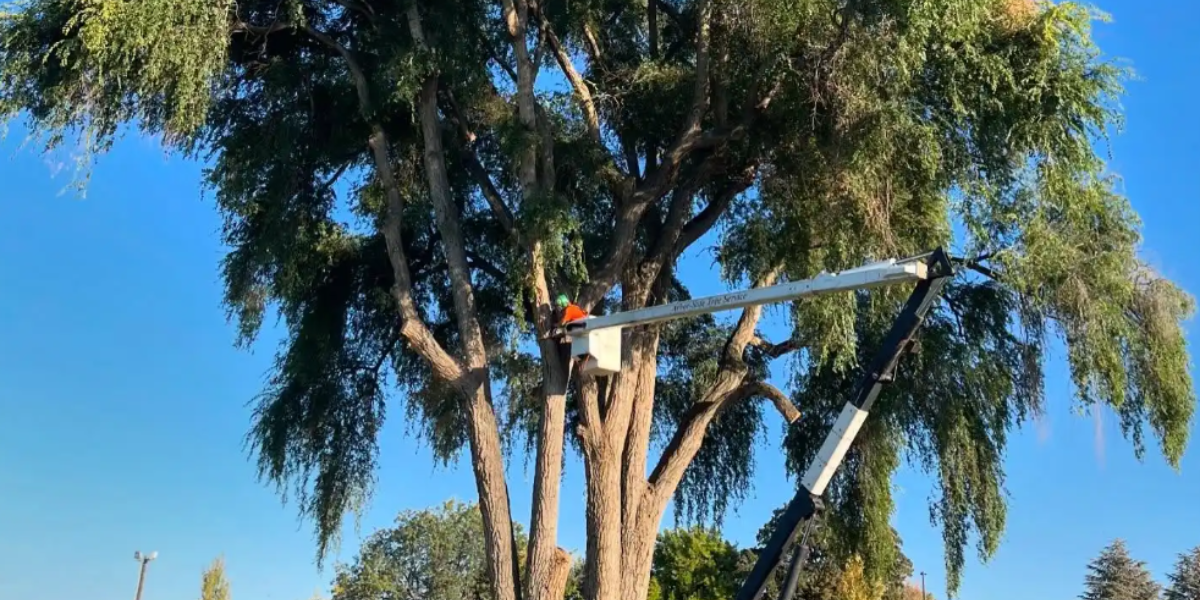 fall tree care Treasure Valley